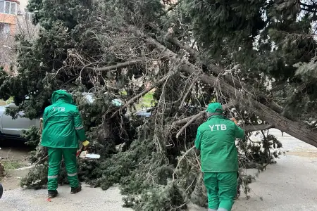 Bakıdakı güclü küləkdə 19 ağac qırıldı - Fotolar