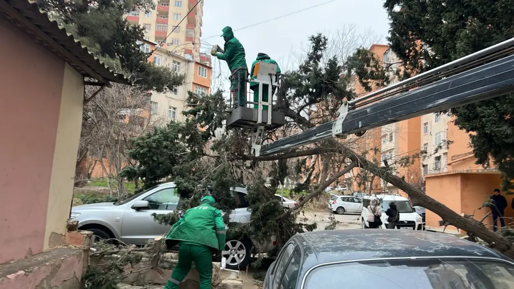 Bakıdakı güclü küləkdə 19 ağac qırıldı - Fotolar