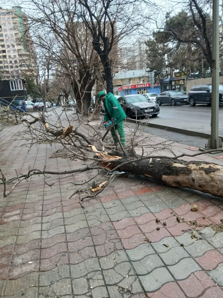 Bakıdakı güclü küləkdə 19 ağac qırıldı - Fotolar