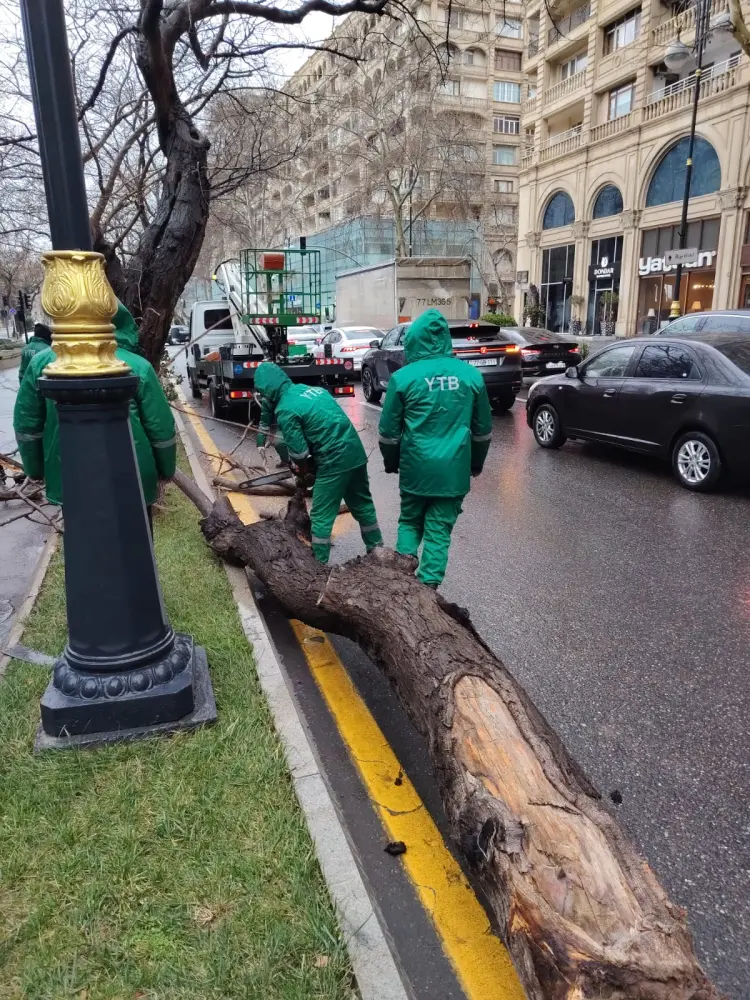 Bakıdakı güclü küləkdə 19 ağac qırıldı - Fotolar