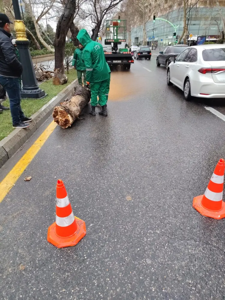 Bakıdakı güclü küləkdə 19 ağac qırıldı - Fotolar