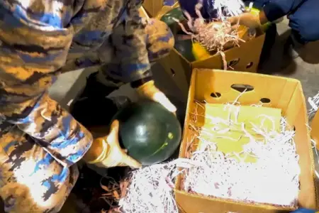 "Təzə qarpız"dan külli miqdarda narkotik çıxdı 