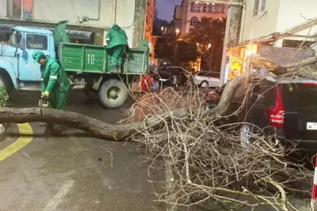 Bakıda iki gündə 78 ağac sındı