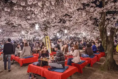 Qışın ortasında sakura sürprizi: Yaponiyada festivalda erkən start götürdü