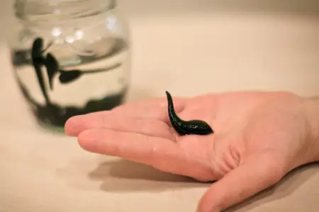 90 min zəlini ölkəyə keçirmək istədi, saxlanıldı