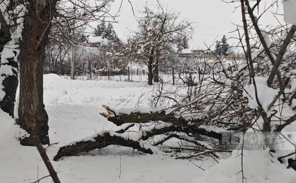Güclü qar Cəlilabad və Biləsuvarda ciddi fəsadlar törətdi – FOTOLAR
