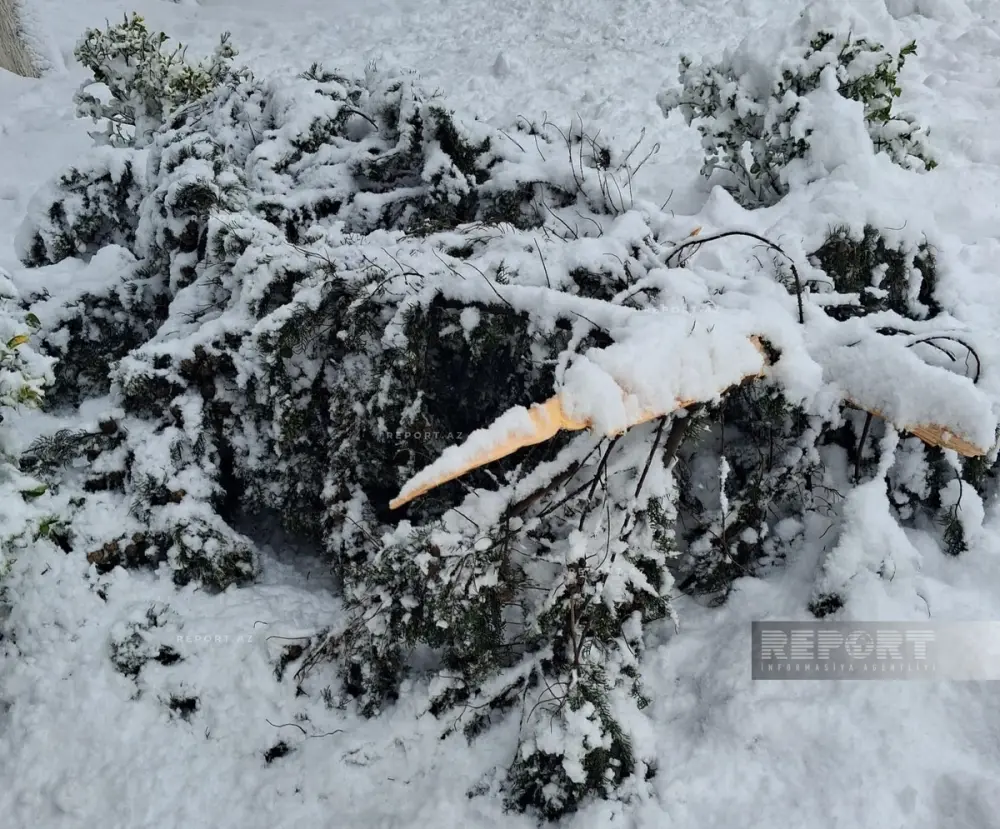 Güclü qar Cəlilabad və Biləsuvarda ciddi fəsadlar törətdi – FOTOLAR
