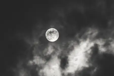 Qobustanda Ayı “oğurladılar” - Foto