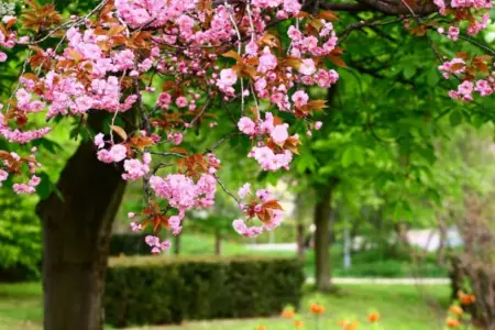 Azərbaycana yaz fəsli bu tarixdə daxil olacaq