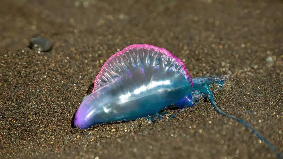 Sahildə təhlükə – məşhur çimərliklər bağlandı