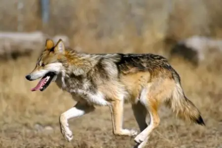 Lənkəran və Masallıda DƏHŞƏT - Canavarlar kəndlərə hücum çəkdi