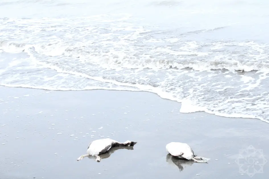 Sahil quş cəsədləri ilə doldu — Xəzər dənizində nə baş verir? - Foto