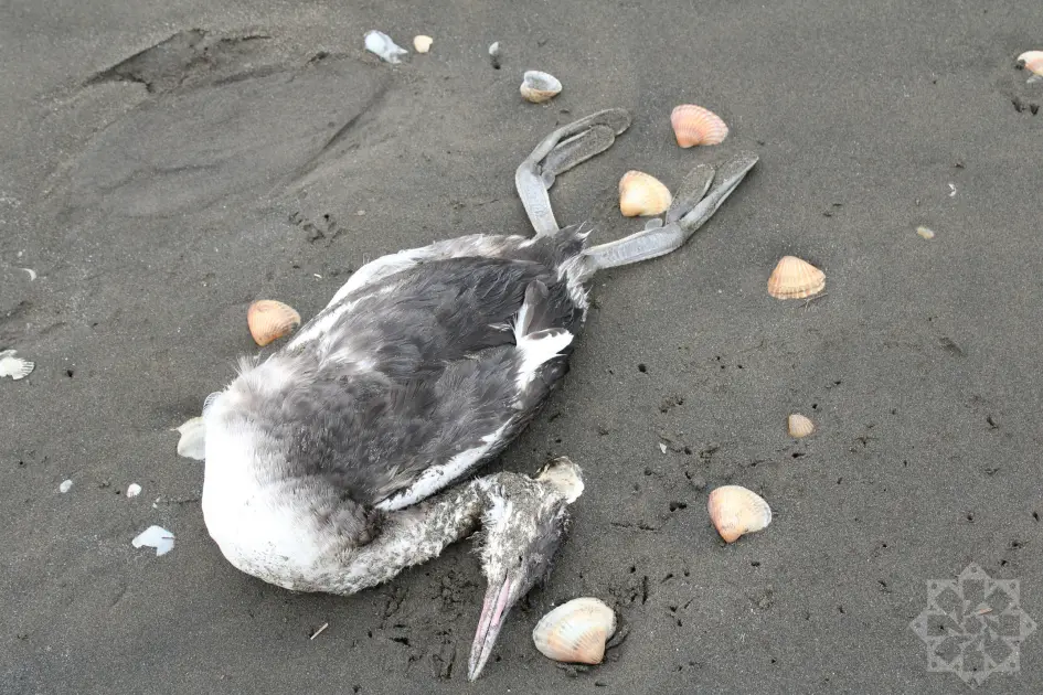 Sahil quş cəsədləri ilə doldu — Xəzər dənizində nə baş verir? - Foto