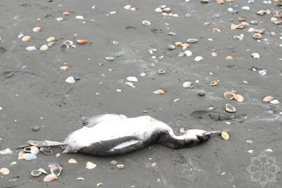Sahil quş cəsədləri ilə doldu — Xəzər dənizində nə baş verir? - Foto