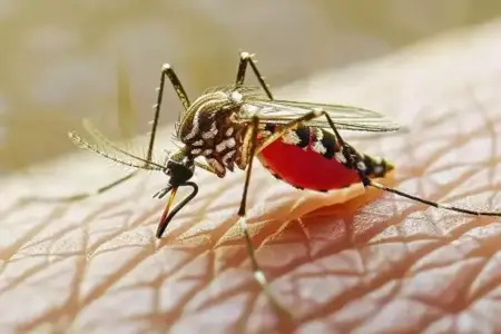 Sərhədlərimiz yaxınlığında epidemiya riski: Yeni virusla bağlı həyəcan təbili çalınır