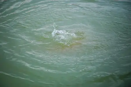 Lənkəranda meyiti tapılmış şəxsin FOTOSU