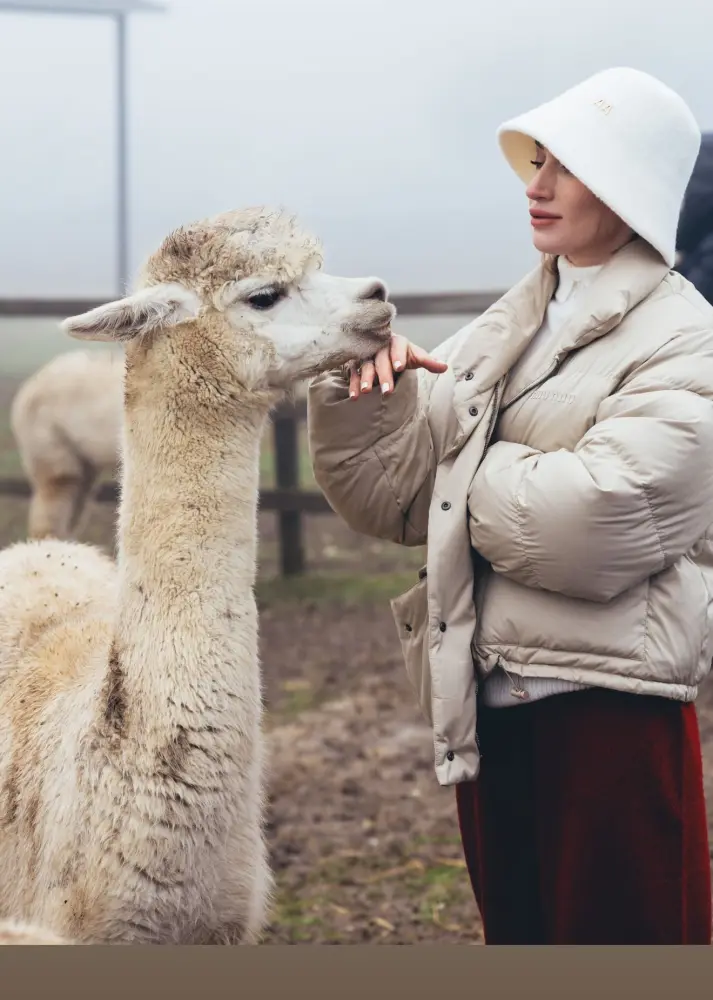 Prezidentin gəlininin alpaka fermasından maraqlı FOTOLARI