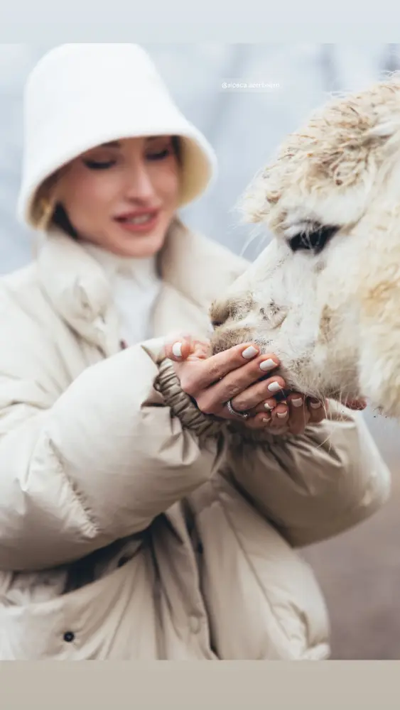 Prezidentin gəlininin alpaka fermasından maraqlı FOTOLARI