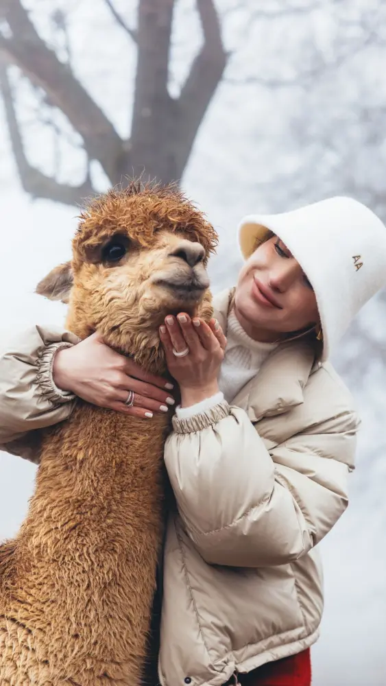 Prezidentin gəlininin alpaka fermasından maraqlı FOTOLARI