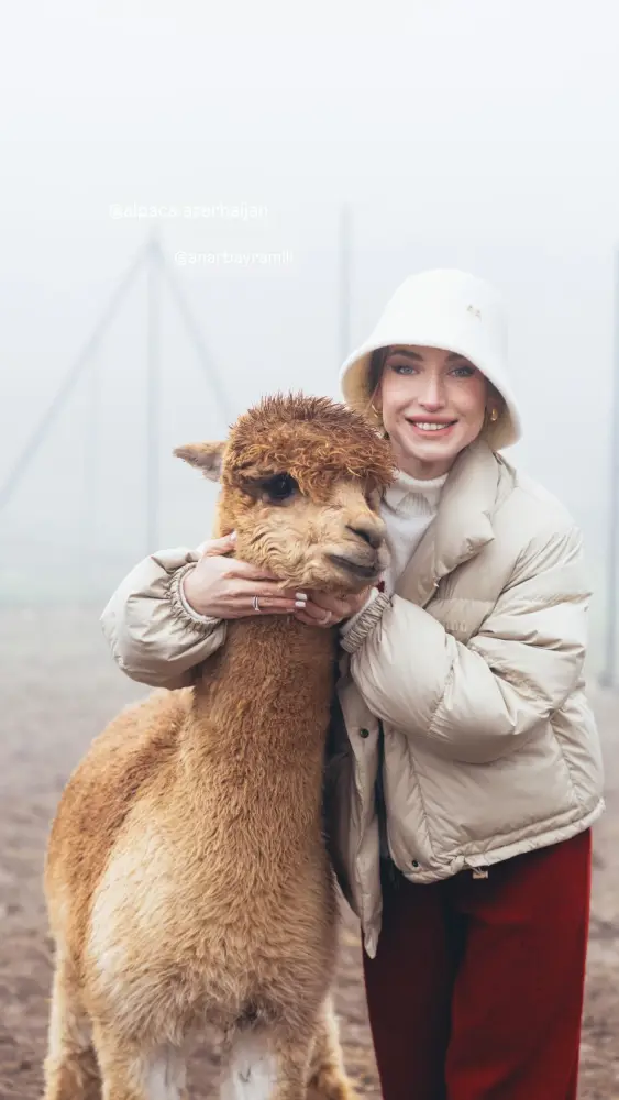 Prezidentin gəlininin alpaka fermasından maraqlı FOTOLARI