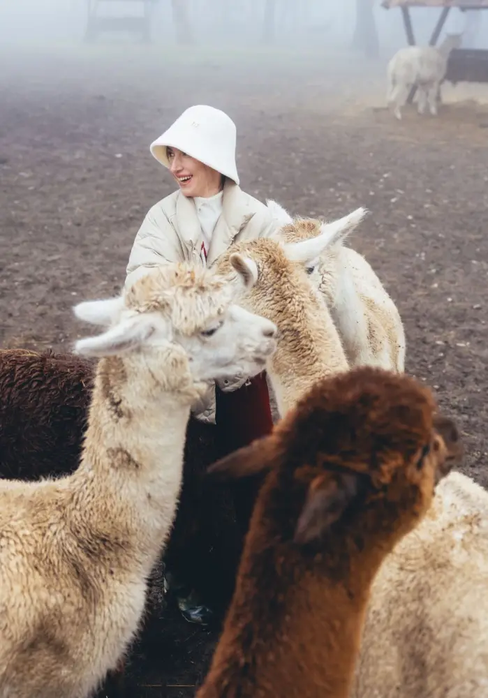 Prezidentin gəlininin alpaka fermasından maraqlı FOTOLARI