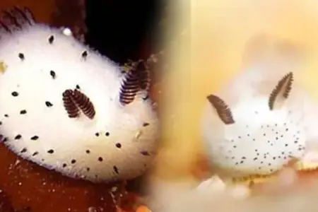 Sevimli görünür, amma toxunduğunuz zaman zəhərləyir 