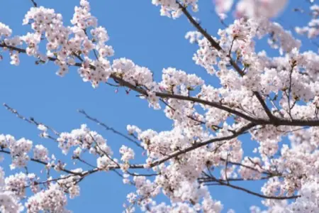 Azərbaycana yaz gəldi