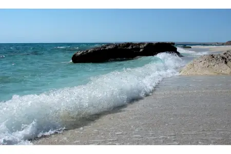 Lənkəranda quşlar kütləvi şəkildə ölür - Fotolar