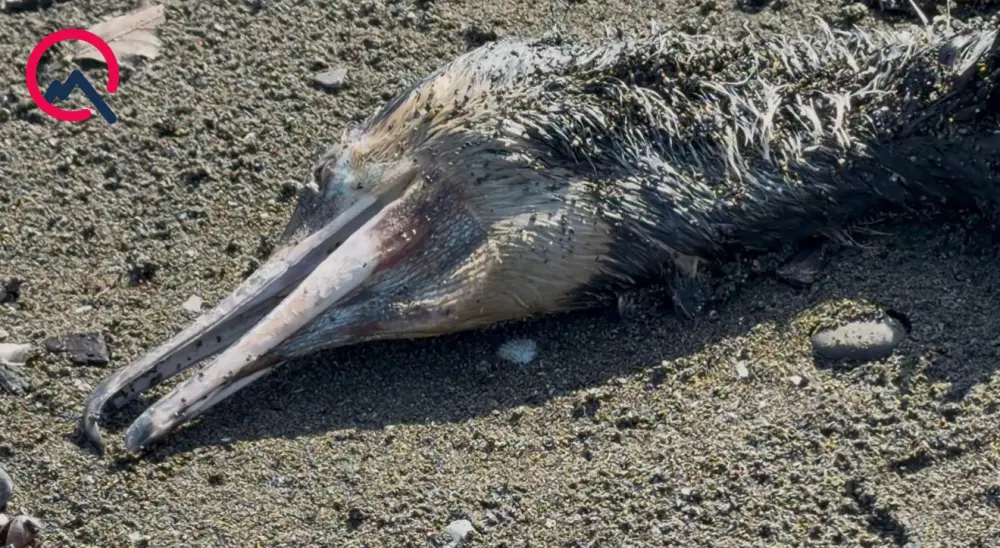 Lənkəranda quşlar kütləvi şəkildə ölür - Fotolar