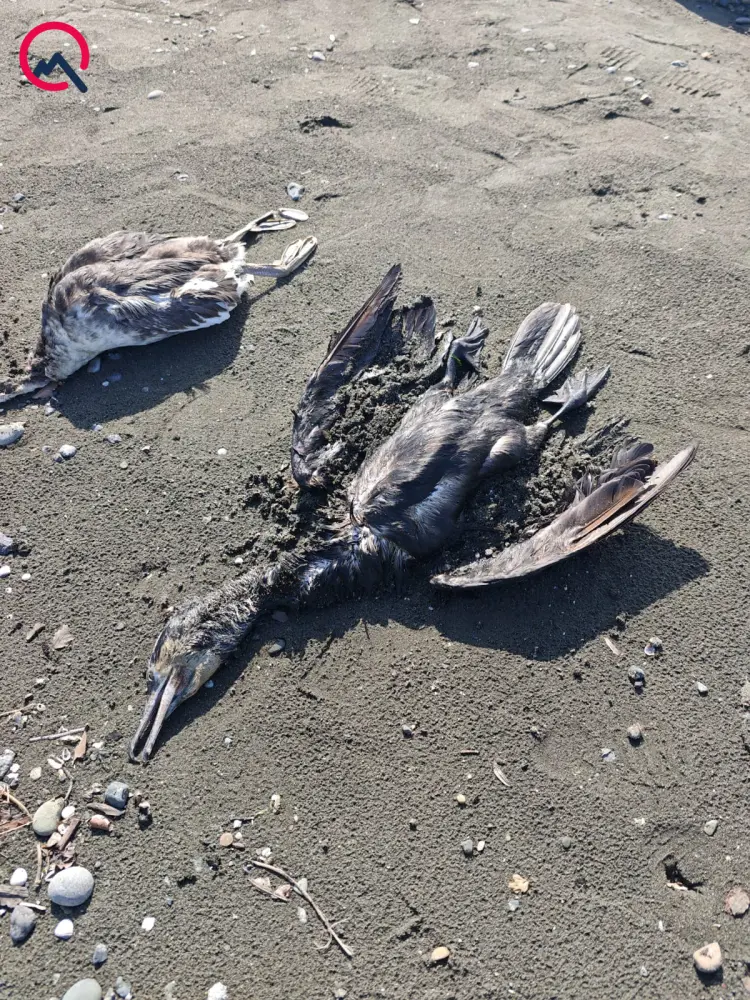 Lənkəranda quşlar kütləvi şəkildə ölür - Fotolar