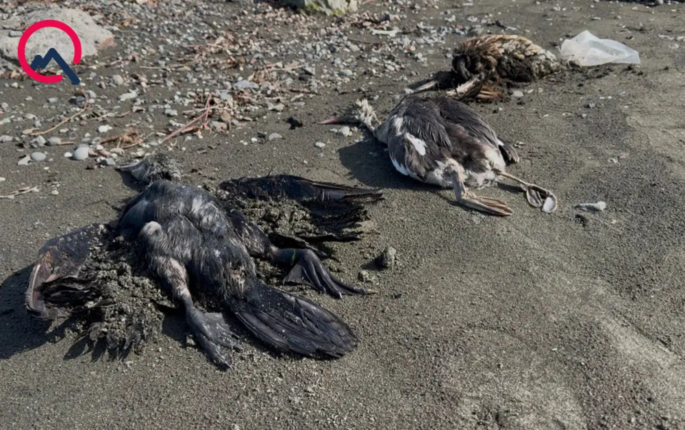 Lənkəranda quşlar kütləvi şəkildə ölür - Fotolar