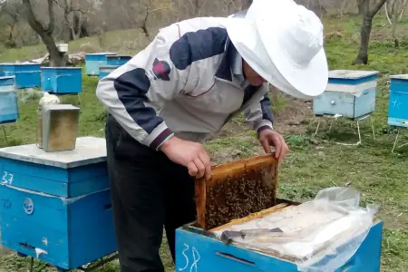 Azərbaycana gənə yoluxmuş arı idxal edildi - Açıqlama 