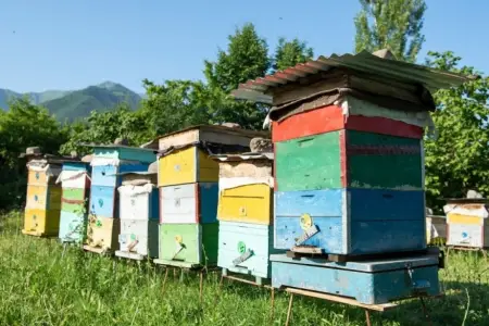 Azərbaycana gətirilən arılarda təhlükəli gənə iddiası – Rəsmi reaksiya