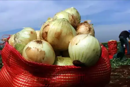 Soğanı belə saxlamayın: Tez xarab olur