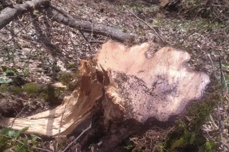 Oğuzda ağacların kəsilməsinə görə cinayət işi açıldı