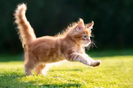 Pişiklərdən gələn təhlükə - Bu xəstəliklərə yoluxa bilərsiniz