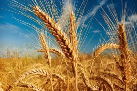 Azərbaycan ərazisindən Ermənistana taxıl göndəriləcək