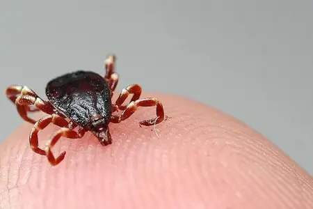 Gənənin dişlədiyi şəxs nə etməlidir? - Mütəxəssis açıqladı 