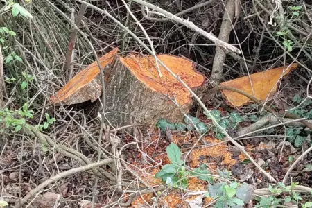 Oğuzda 30 ədəd qızılağac kəsildi - SAXLANILAN VAR