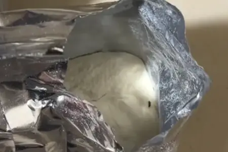 Uşaq qidasından həşərat çıxıb? - Nəzarətə götürüldü – VİDEO