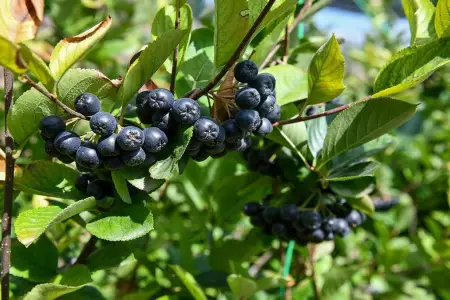 Hər gün bir stəkan içənlərin ürəyi yenilənir