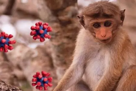 Meymunçiçəyi can almağa davam edir