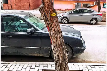 Nərimanovda ağacların kəsilməsi ilə bağlı rəsmi AÇIQLAMA 