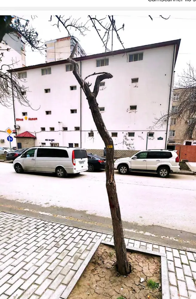 Nərimanovda ağacların kəsilməsi ilə bağlı rəsmi AÇIQLAMA 