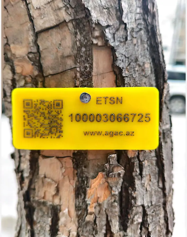 Nərimanovda ağacların kəsilməsi ilə bağlı rəsmi AÇIQLAMA 