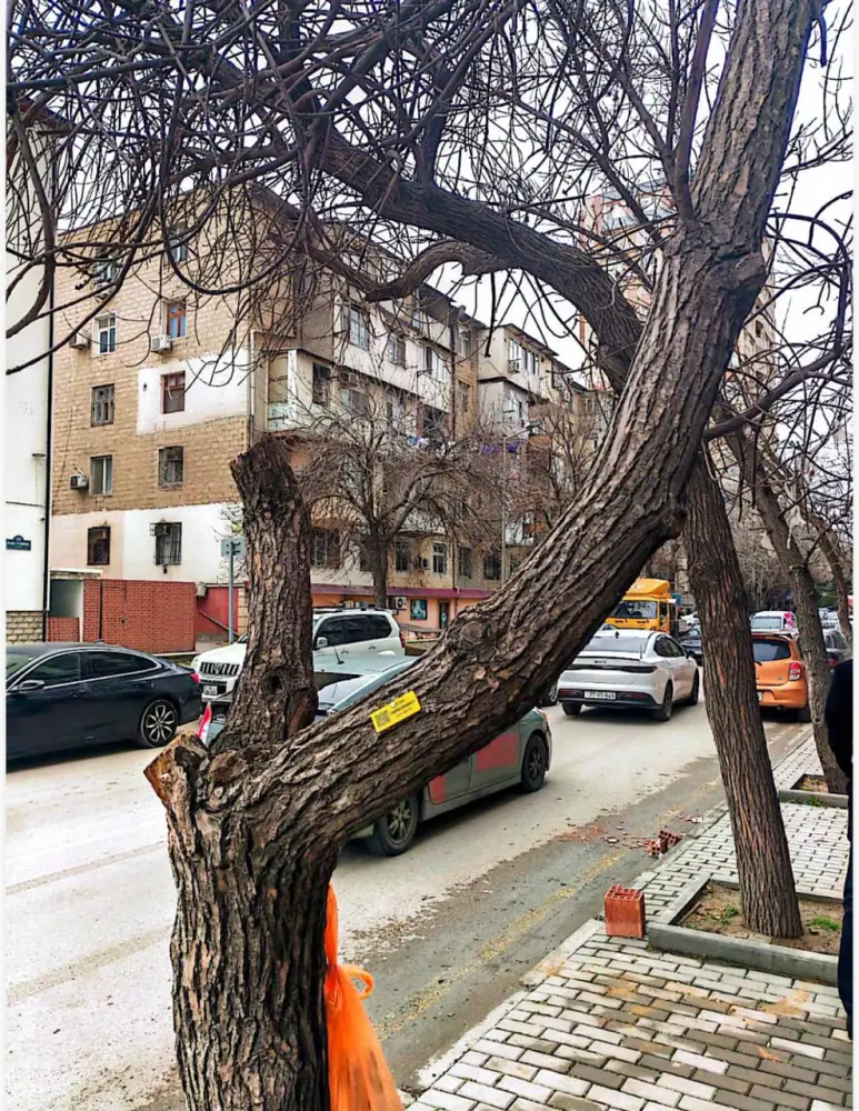 Nərimanovda ağacların kəsilməsi ilə bağlı rəsmi AÇIQLAMA 