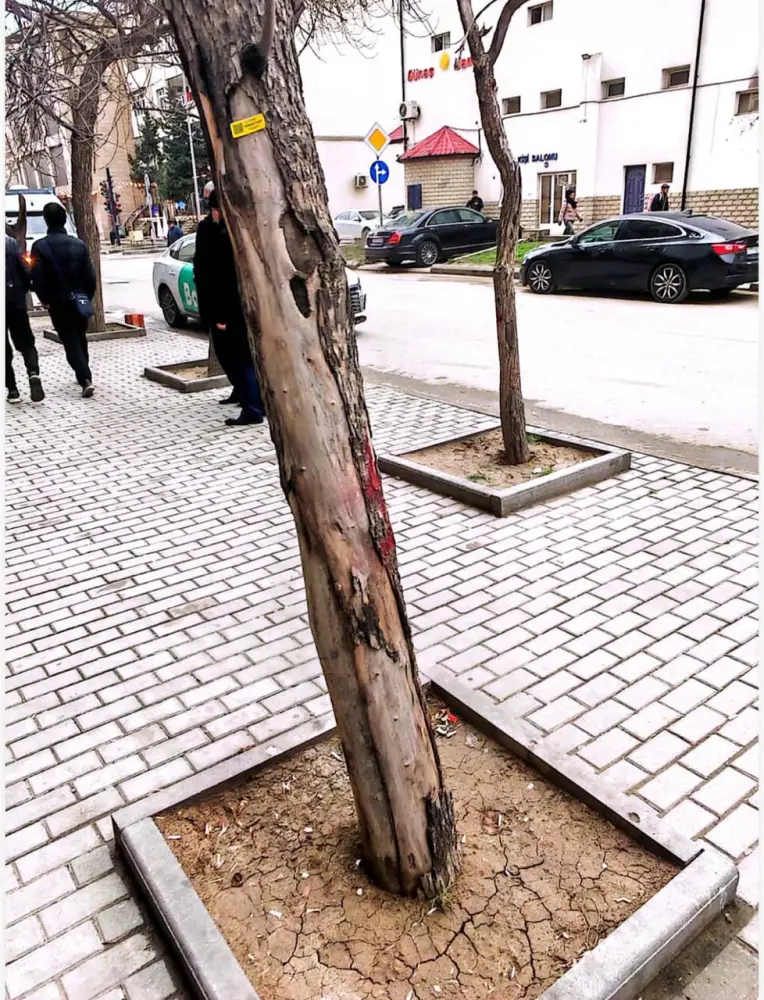 Nərimanovda ağacların kəsilməsi ilə bağlı rəsmi AÇIQLAMA 