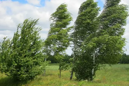 Sabahdan külək güclənəcək - XƏBƏRDARLIQ