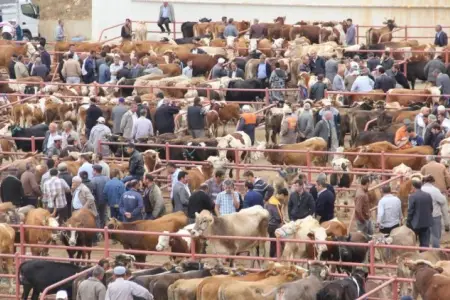 Bazarlara giriş məhdudlaşdırılır: bu heyvanlara qadağa gəlir