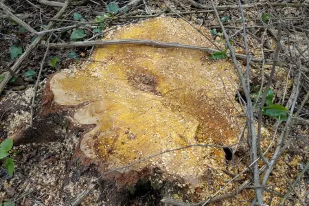 Oğuzda qanunsuz ağac kəsən 3 nəfər saxlanıldı